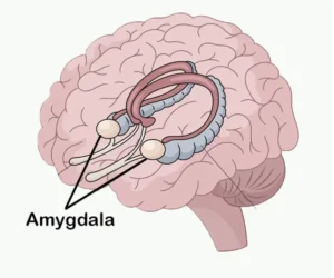 Diagram of the human brain highlighting the amygdala.
